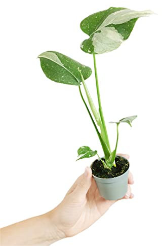PLNTS - Baby Monstera Thai Constellation - Zimmerpflanze - Echte Pflanzen für Drinnen - 6cm Topf - Höhe 15cm