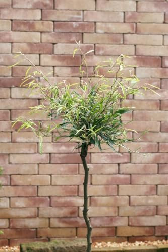 Fagus sylvatica 'Mercedes' 30-40 cm - Rotbuche, kompakte Form, ideal für Hecken, pflegeleicht, winterhart, bienenfreundlich