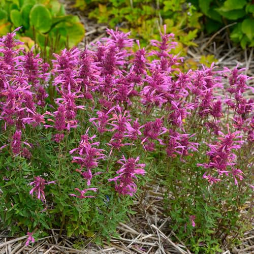 Agastache Rosie Posie Plantes de jardin prêtes pour l'extérieur Plante vivace rustique en pot
