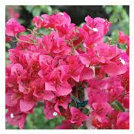 Graines de fleurs de bougainvilliers de couleur rose paquet de 100 graines