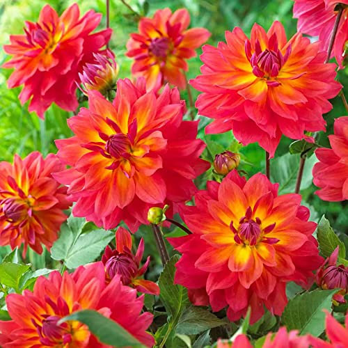 1 x Dahlia Firepot – Long-Blooming, Colourful, Compact Dahlia – Summer Flowering Bulb – Perennials – for Your Beautiful Garden