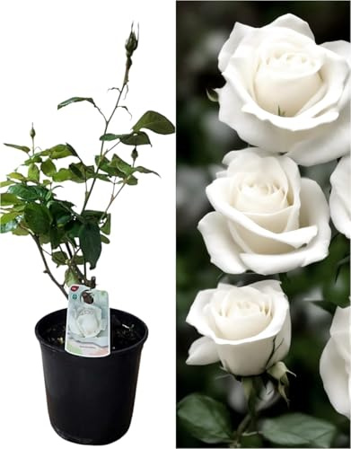 Planta natural Rosal de Flor Blanca, 30-40 cm. Flores muy aromaticas. Atrae polinizadores, decora el jardín y mejora el bienestar emocional. Segura Garden