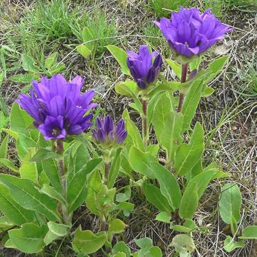 12 unità Campanula Glomerata 'Acaulis' - Campanula 'Acaulis' Vaso 9x9cm ±1 m² - Fiori Blu e Foglie Semplici, Ideali per Giardini e Aiuole