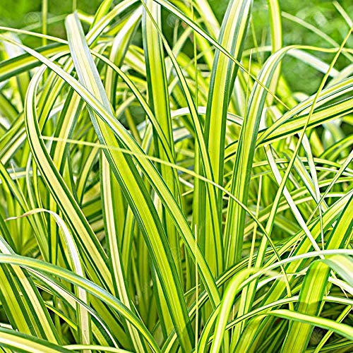 Carex oshimensis 'Eversheen' Japanese Sedge Perennial Evergreen Plant | 9cm Pot