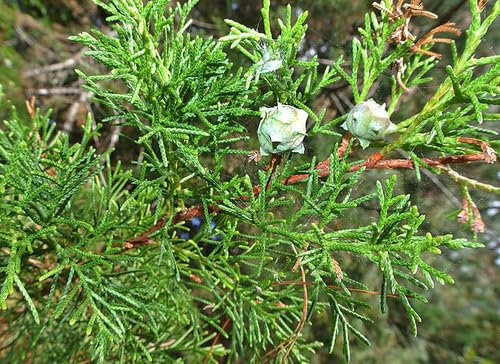 50 Semillas de Cedro Blanco, Cedro de Goa, Ciprés Mexicano - (Cupressus Lusitanica)
