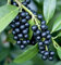 Lorbeerkirsche Zabliana 60-80cm - Prunus laurocerasus