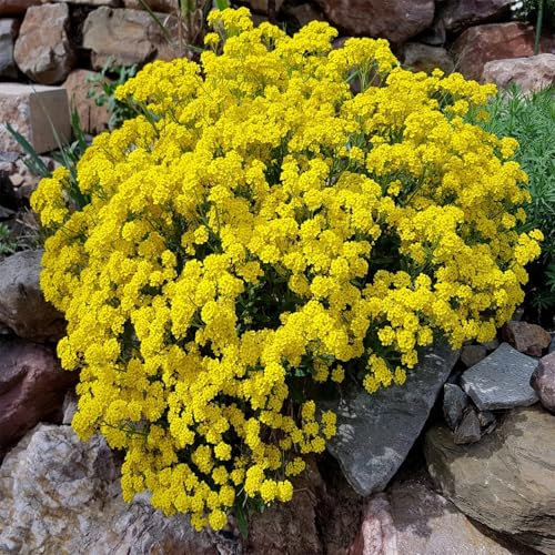 500 graines Alysse Saxatile - Panier D'or - Corbeille d'or - Alyssum - Alysse Tapis Tapissante - Jaune - Fleur Jardin 344