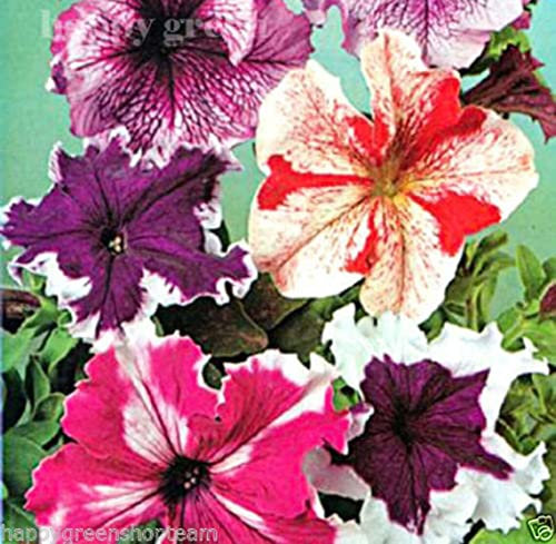 Petunia Mix Superbissima - 100 Seeds + Freebie + Plant Tag - Petunia Grandiflora