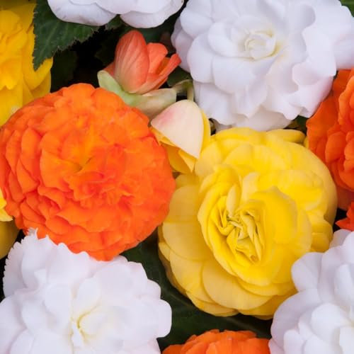 Begonia Nonstop Citrus Mix | Continuous Blooms - Bright Citrus Colours - Weather-Resistant - Versatile - 6X Plug Plants by Thompson & Morgan