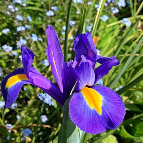 Carbeth Plants - 50 x Iris Blue Magic Spring Bulbs