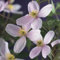 Waldrebe Clematis Montana Fragrant Spring 60-80 cm Kletterpflanze