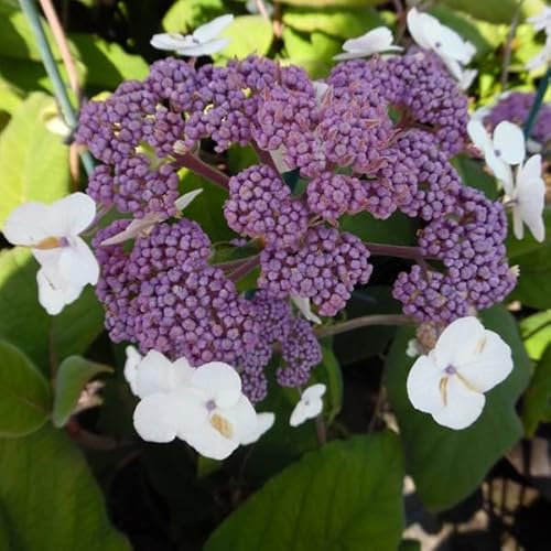 Hortensie 'Sargentiana' - Hydrangea Aspera Sargentiana - 25-30 cm Topf - Samtige Blätter, auffällige Blüten