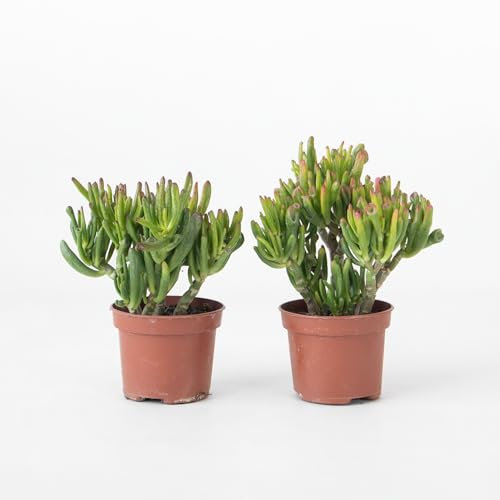 Plant in a Box - Arbre de jade - Lot 2 - Crassula ovata 'Hobbit' - Hauteur 10-20cm - Pot 12cm - Intérieur - Succulente - Vert