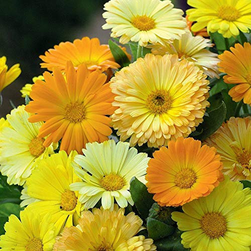 Calendula 'Fruit Twist' Seeds Hardy Annual Flowers Garden Plants Easy to Grow Your Own 1 Packet of 60 Seeds by Thompson and Morgan