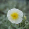 Blumixx Stauden Helianthemum Hybride 'Snow Queen' – weiß blühendes Sonnenröschen, winterhart, pflegeleicht, Bodendecker für sonnige Standorte, mehrjährig