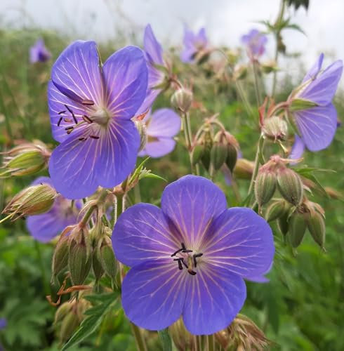 Roselyn Seeds Meadow Cranesbill Seed, Geranium pratense, Native British Wildflower, 0.6 g - 60 Seeds