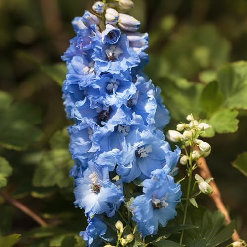 Delphinium Blue Bird - Planta perenne resistente para jardín clásico