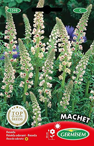 Germisem Machet Semillas de Restaurante Jardín 3 g, EC1598