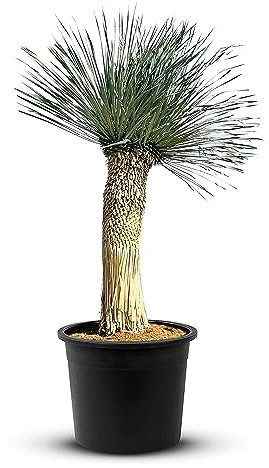 Tropictrees Schnabel-Yucca Rostrata mit Stamhöhe von 100-120 cm | Auffällige und dürreresistente Yucca Palme mit schwertförmigen Blättern | Himmlische Zimmerpflanze für Ihre Landschaft