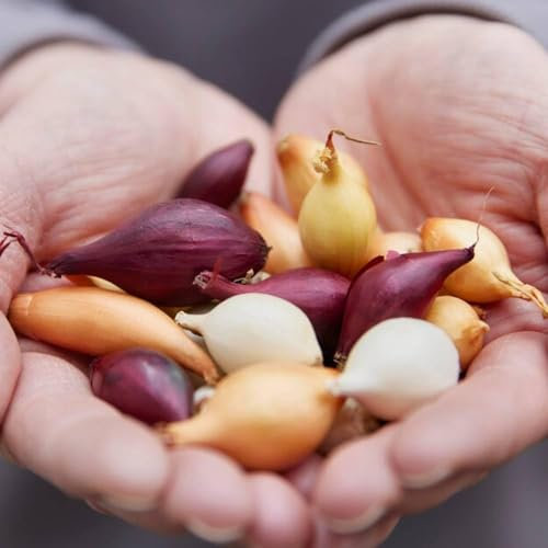 Wintersteckzwiebeln Tricolor Kollektion (1000 gram), Steckzwiebeln Winterhart - Mix von 3 Sorten - Gelbe, Rote, und Weiße - Gemüsezwiebel aus Holland (kein Samen) - Steckzwiebel größe 14-21 mm