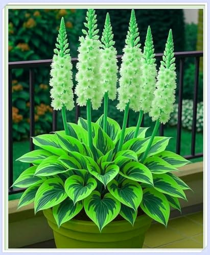 Rizoma de Hosta -Ideal para Jardines de España-Resistente al Frío, Rizoma de Hosta -2 Rizoma-B