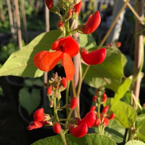 Semillas de frijol trepador orgánicas, Phaseolus coccineus - exóticas 80pcs