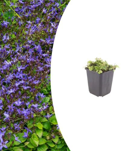Campanula poscharskyana | 60 pièces - 10-25cm - Ø9cm - Plante de jardin