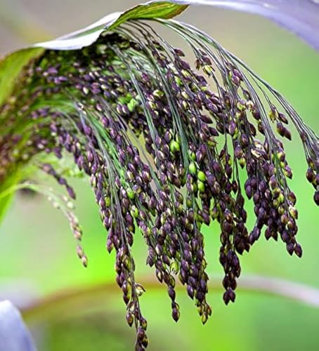 Violet Panic Grass 700 seeds + Freebie + Plant tag Panicul Violaceum ornamental grass