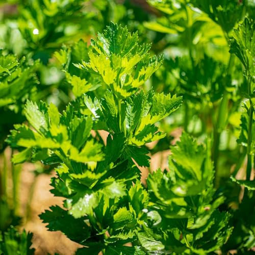 300 pcs Liebstöckel Pflanze - Levisticum officinale - kräutersamen gartenarbeit gartenpflanzen Liebstöckel Pflanze - kräutergarten garten pflanzen kräuter samen pflanztöpfe steingartenpflanzen