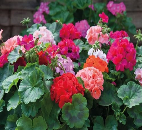 Lot de 100 graines de géranium fraîches et mélangées