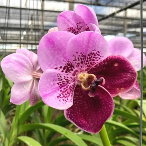 Cymbidium-rhizom, kolibriorkidéer, kvalitetsrhizom, hög kvalitet, vinterhård ryzom, Cymbidium-orkidé rhizom, 5lök-I