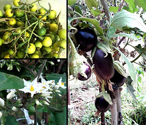 Portal Cool Paquete de semillas: 100 semillas Solanum Torvum árbol de la semilla de berenjena Devil'S Fig berenjena