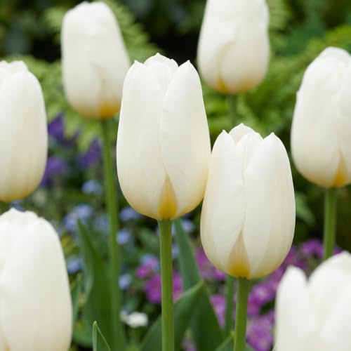 GreenboutiQ - Bulbes à Fleurs - Tulipe Triumph White - Couleur Blanche - 15 pièces - Taille de bulbe 11/12 - Pack XXL
