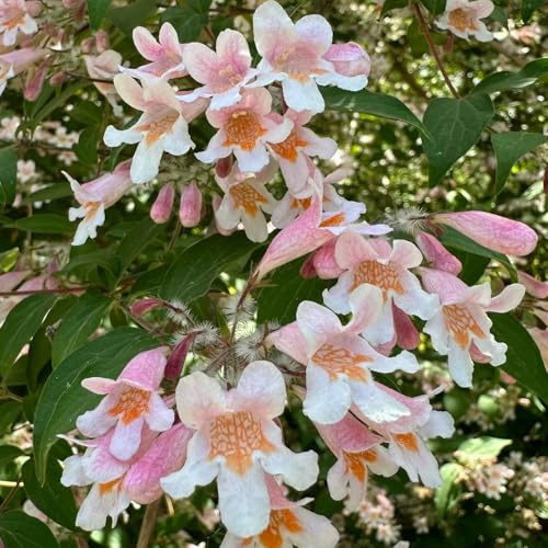 Semillas de arbusto de perla rosa, de otoño resistentes Semillas de Kolkwitzia amabilis, de jardín de rocas resistentes decorativas Decoración de jardín 400pcs