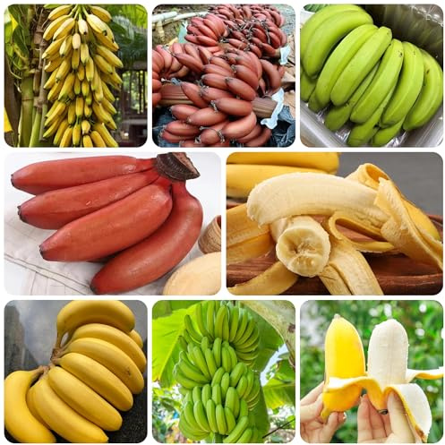 bananenpflanze banane, säulenobstbäume exotische winterhart bananenbaum, obstbäume winterharte garten bio 65samen