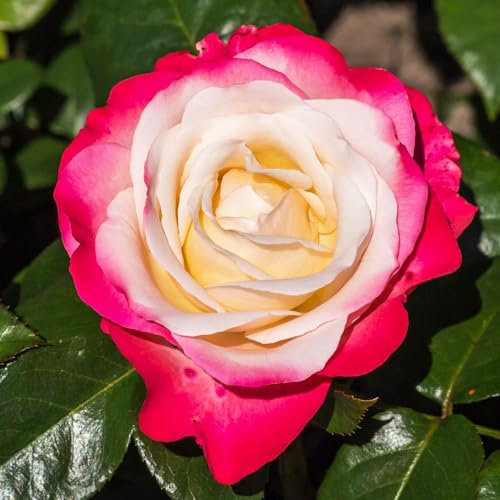 Plante des Rose Rouge et blanc (1 plante parfumée), grandes vivaces rustiques, plantes de Hollande pour le jardin et le pot (pas de graines, bulbes et non artificielles)