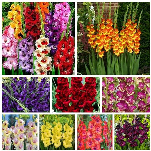 Winterharte, qualitativ hochwertige gemischte Blumenzwiebeln, pflegeleicht, schnellblühend, lange Blütezeit, schöne Dekoration für drinnen und draußen-3 gladiolen zwiebeln mix