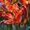 Tulip Bulbs Tulipa Rasta Parrot Hardy Exotic Looking Orange Multi-Coloured Flowers Unique Twisted Petals Perfect for Beds, Borders and Containers 20 x Tulip Bulbs by Thompson and Morgan