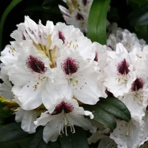 Rhododendron 'Sappho' 40-50 cm pot | Arbuste persistant, fleurs blanches tachées de pourpre, idéal massif