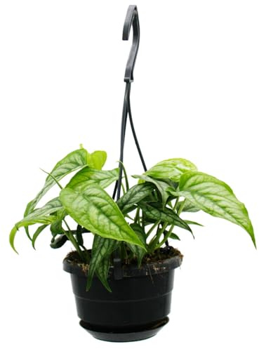 Mini piante sospese facili da pulire, da 12 cm, Monstera siltepecana, foglia argentata