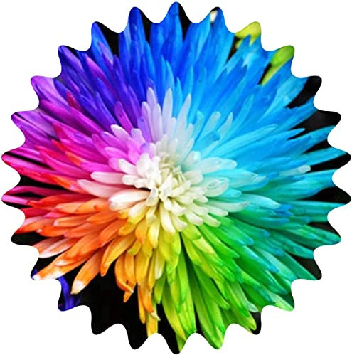 Regenbogen Chrysantheme ca. 50 Samen Wunderbare Farbpracht