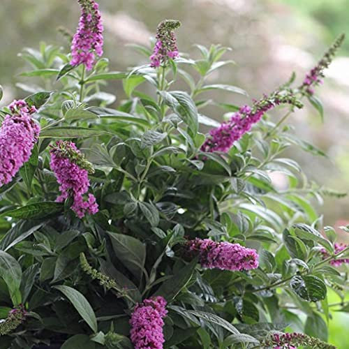 Pianta vera di Buddleja davidii Pink Micro Chip - Diametro Vaso Ø 18 cm