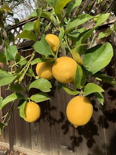 Zitronenbaum-Wurzelstock - Winterharte Zitruspflanzen für den deutschen Garten,blumenzwiebeln mehrjährig winterhart-1 Wurzelstock