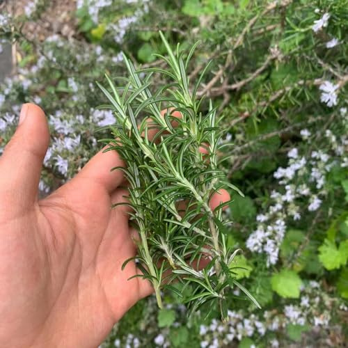 rosmarino, interno semi di rosmarino per la con giardino di decorazioni autunnali, verdi d'appartamento purificatrici d'aria 300semi