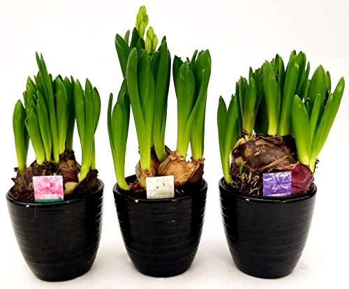 POWERS TO FLOWERS - SET 3 BULBI GIACINTO MULTIFLORA IN VASO CERAMICA NERO A RIGHE, piante vere