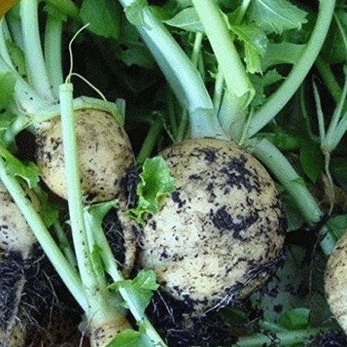 100 globi dorés semi di rapa