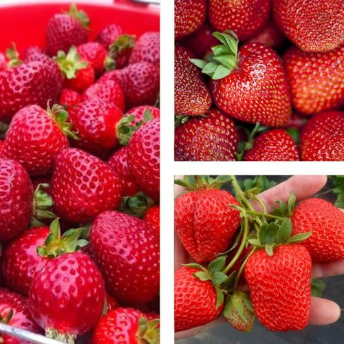 Fraisier 'San Andreas' Fraises persistantes, gros fruits à partir de mars - Variété suspendue - Lot de 10 plants FRAISES - Vivace, super fruit pour le jardin
