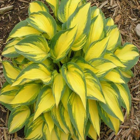 40 graines de plantes Hosta fraîches et neuves