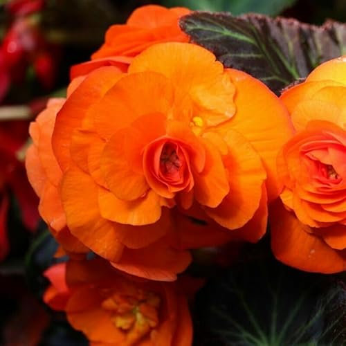 Buy4seeds Begonia Non Stop Orange 6 Seeds Easy for Grow Garden