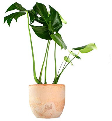 Filodendro Monstera Deliciosa Altezza 45 cm, Pianta Vera, Pianta da Interno, Vaso Artigianale in Terracotta